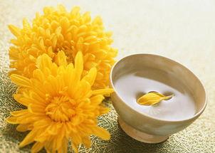 氧化菊最新爆料,揭秘神秘事件背后的真相